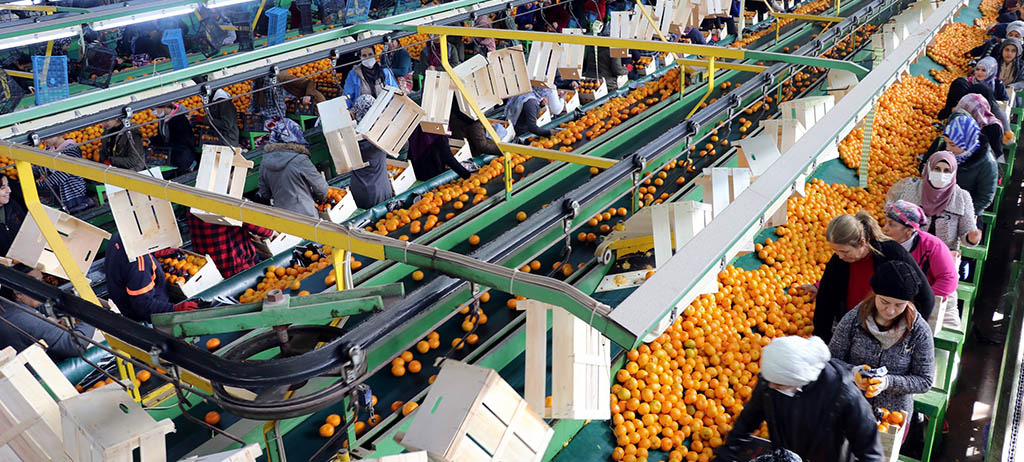 Taze Lezzetlerin Dünya Turu: KONPARK Meyve İhracatı