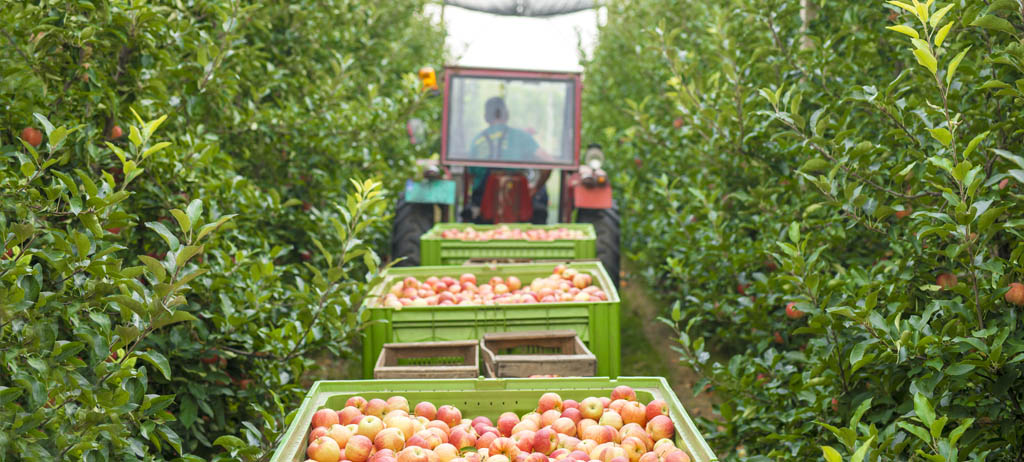 KONPARK: Meyve İhracatında Rekor